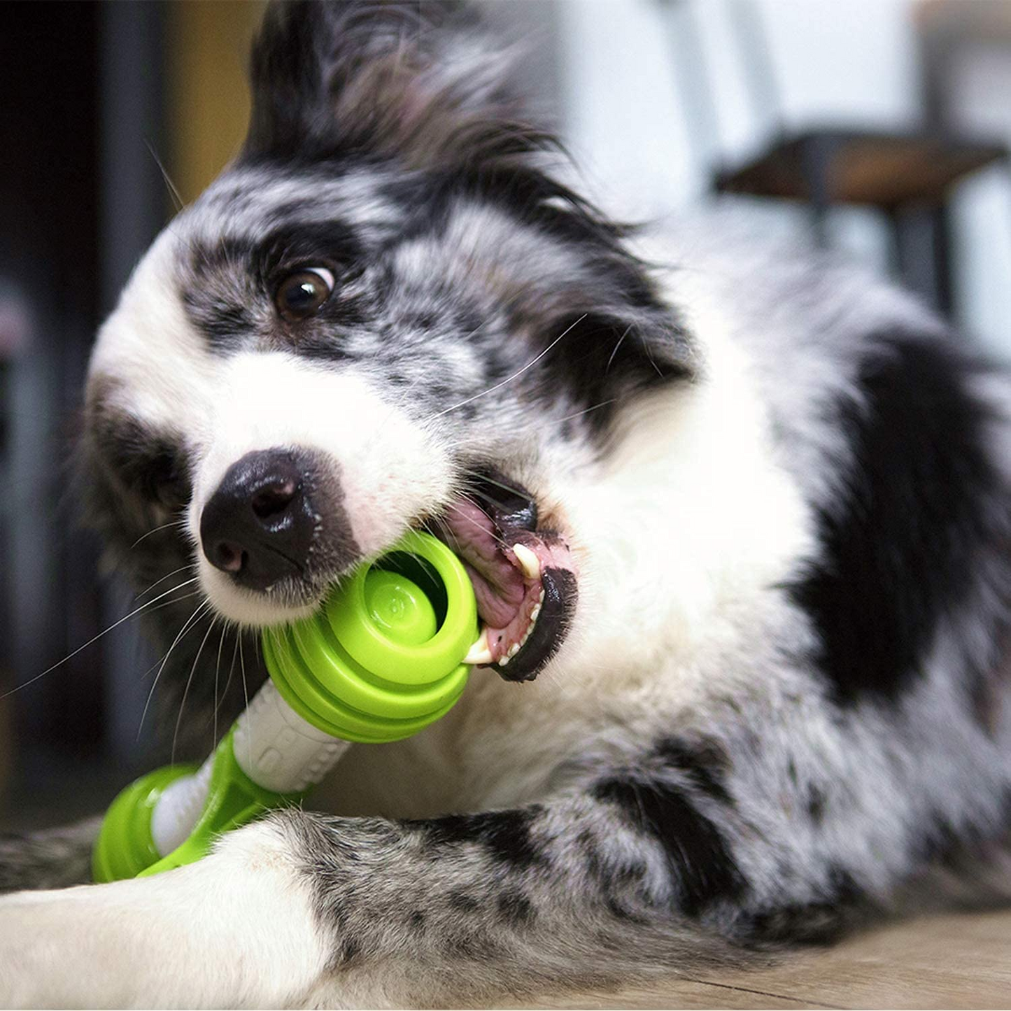 Automatic Dog Bone
