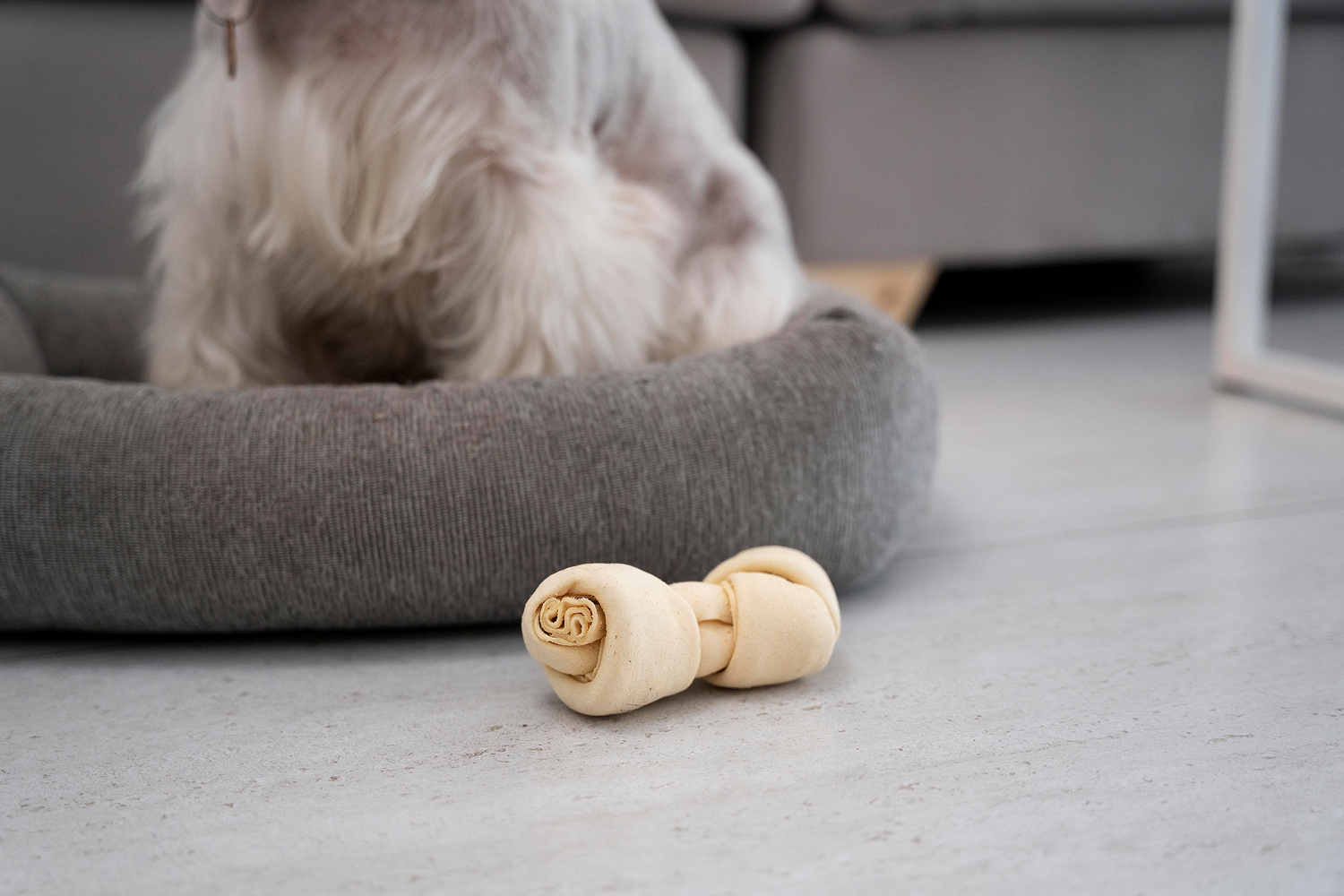 The Ultimate Guide to Must-Have Dog Essentials